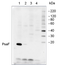 PsaF | PSI-F subunit of photosystem I (plant) in the group Antibodies Plant/Algal  / Photosynthesis  / PSI (Photosystem I) at Agrisera AB (Antibodies for research) (AS06 104)